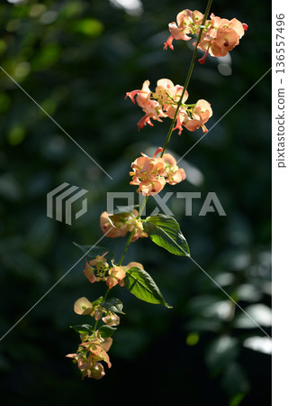 Holmsholdia / Sangguinair 136557496