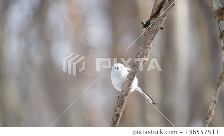 Long-tailed tit perching on a twig 136557511