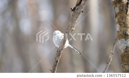 Cute striped long-tailed tit Cute striped long-tailed tit 136557512