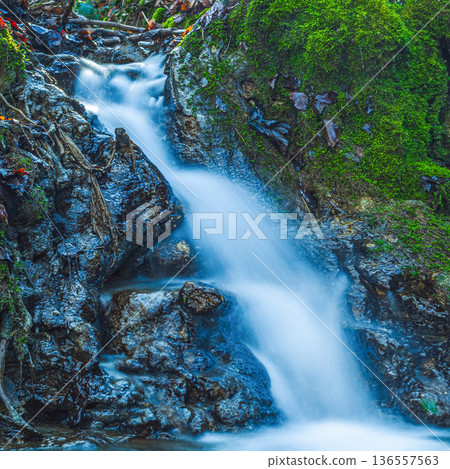 Water flows over rocks in a forest during daytime at a natural water source in autumn Water flows over rocks in a forest during daytime at a natural water source in autumn 136557563