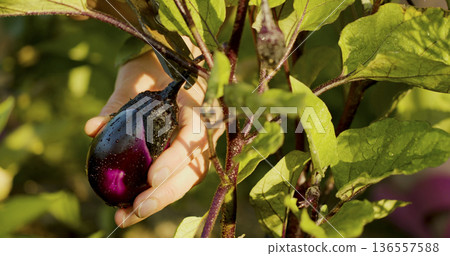 Harvesting eggplant in a garden during a sunny afternoon in fall Harvesting eggplant in a garden during a sunny afternoon in fall 136557588