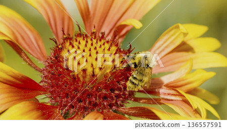 Bee collects nectar from a bright flower in a garden during a sunny day in summer Bee collects nectar from a bright flower in a garden during a sunny day in summer 136557591