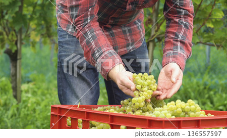 Harvesting grapes in a vineyard during late summer in a rural setting Harvesting grapes in a vineyard during late summer in a rural setting 136557597