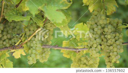 Grapes grow on vineyard vines in sunshine during summer months providing fresh fruit for harvest 136557602