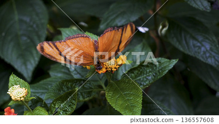 Bright orange butterfly resting on a yellow flower among green leaves during daytime in a garden setting Bright orange butterfly resting on a yellow flower among green leaves during daytime in a garden setting 136557608