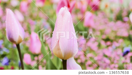Blooming pink tulips stand tall in a vibrant garden filled with colorful flowers on a sunny day Blooming pink tulips stand tall in a vibrant garden filled with colorful flowers on a sunny day 136557638