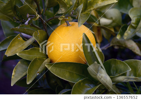 Ando Kan Ando Kan 136557652