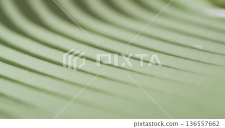 Close view of green leaf with clear lines and textures visible in sunlight during daytime Close view of green leaf with clear lines and textures visible in sunlight during daytime 136557662