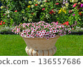 Large clay flowerpot with blooming calibrachoa flowers 136557686