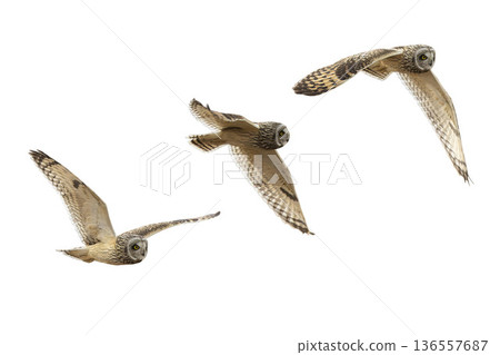 短耳鴞飛行的剪紙影像 136557687