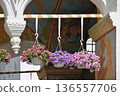 Ampelous colorful calibrachoa flowers in the church 136557706