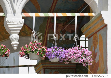 Ampelous colorful calibrachoa flowers in the church Ampelous colorful calibrachoa flowers in the church 136557706