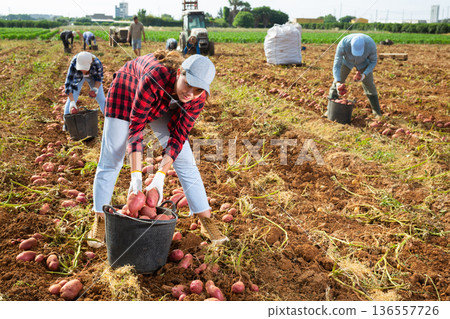 Positive woman farmer harvesting potatoes on field 136557726