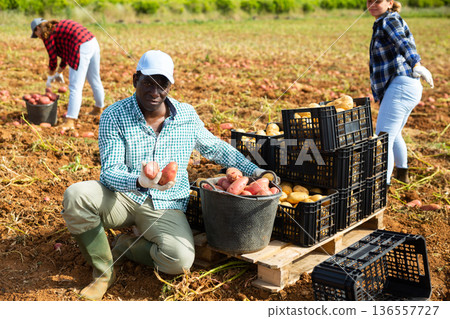 Satisfied farmer posing with harvested potatoes in field Satisfied farmer posing with harvested potatoes in field 136557727