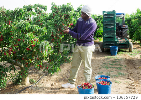 African man picking cherries 136557729