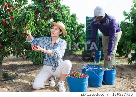 People picking cherry near tractor People picking cherry near tractor 136557730