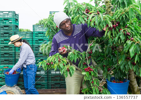 Portrait of afro male worker picking cherry in box Portrait of afro male worker picking cherry in box 136557737