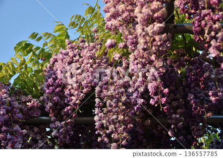 對馬天王川公園：紫藤架上的重瓣黑龍花（愛知縣對馬市） 136557785