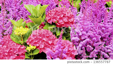 Various flowers bloom in a garden during springtime with bright colors and greenery Various flowers bloom in a garden during springtime with bright colors and greenery 136557787
