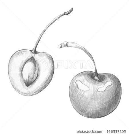 Detailed monochrome pencil drawing of two realistic cherries, whole and sliced with visible pit on white background, ideal for botanical art, culinary design projects, and vintage food packaging Detailed monochrome pencil drawing of two realistic cherries, whole and sliced with visible pit on white background, ideal for botanical art, culinary design projects, and vintage food packaging 136557805