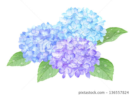 手繪水彩繡球花,綴以雨滴 手繪水彩繡球花,綴以雨滴 136557824