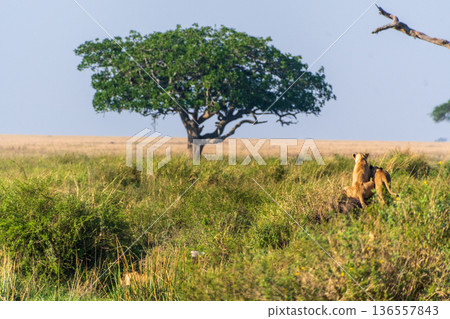 Two female lions in the Serengeti Two female lions in the Serengeti 136557843