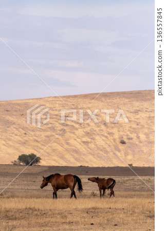 Horses roaming the Kazakhstan steppe Horses roaming the Kazakhstan steppe 136557845
