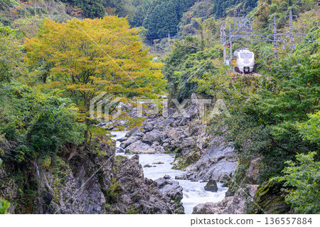 A Fukuchiyama Line express train runs through the Kawashiro Valley in autumn A Fukuchiyama Line express train runs through the Kawashiro Valley in autumn 136557884