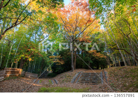 The early morning sun shines through the bamboo forest covered with fallen autumn leaves. 136557891