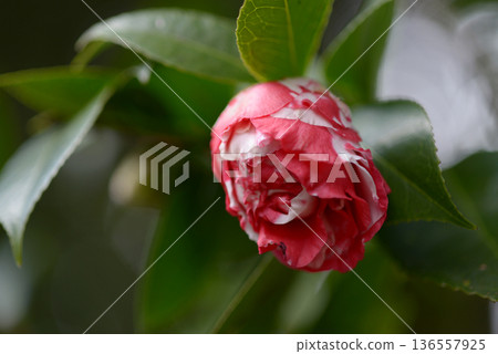 O-kagura Camellia O-kagura Camellia 136557925