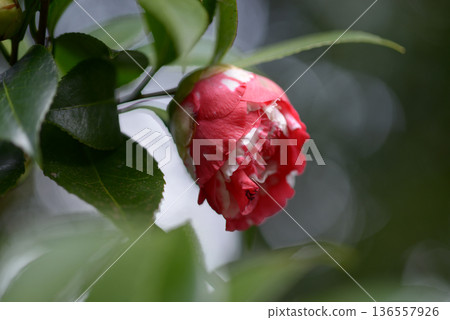 O-kagura Camellia O-kagura Camellia 136557926