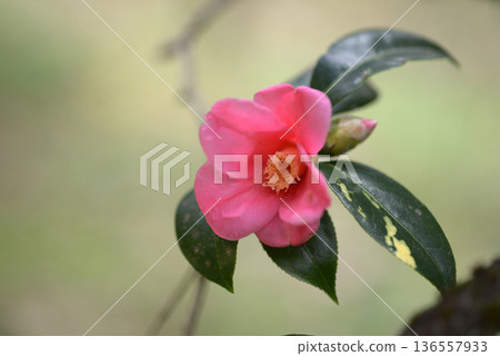 紅侘助山茶 136557933