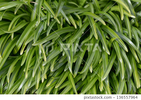 水仙葉圖案 136557964