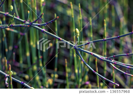 Equisetum hyemale green water bamboo plant. This plant is a type of fern Equisetum hyemale green water bamboo plant. This plant is a type of fern 136557968