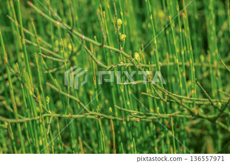 Equisetum Hyemale or Scouring rush horsetail is a grass-like bamboo plant, used for ornamental plants. 136557971
