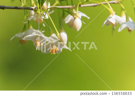 一片翠綠森林中盛開的白色花朵：雪鈴花 136558033
