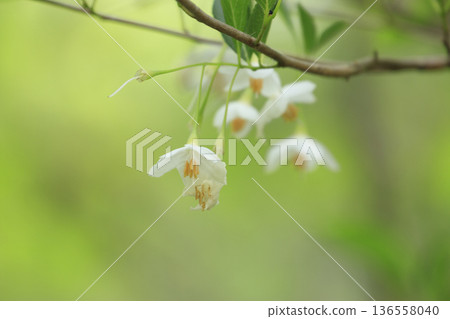 White flowers blooming in a forest of fresh greenery: Snowbell White flowers blooming in a forest of fresh greenery: Snowbell 136558040