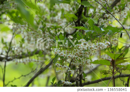 White flowers blooming in a forest of fresh greenery: Snowbell White flowers blooming in a forest of fresh greenery: Snowbell 136558041