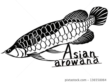一幅簡單的黑白剪紙插圖，描繪了一條亞洲龍魚在水族箱中悠閒地遊動。 136558064
