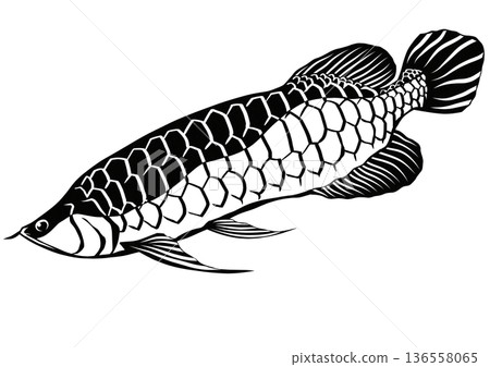 一幅簡潔的黑白剪紙插圖，描繪了一條漂亮的亞洲龍魚。 136558065