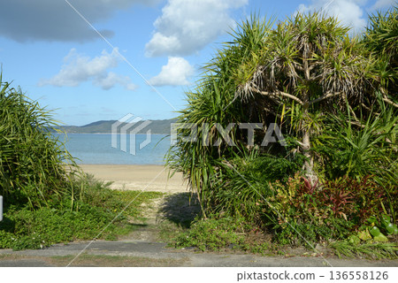 Pandanus and Shirahama, Amami Oshima Pandanus and Shirahama, Amami Oshima 136558126