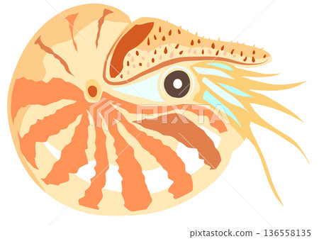 一幅剪紙拼貼畫，描繪了古老的生物－菊石，它究竟是貝類還是魷魚？ 136558135