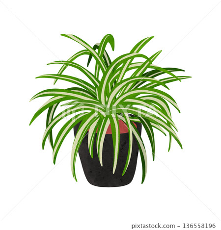 Potted spider plant, watercolor hand-drawn illustration 136558196