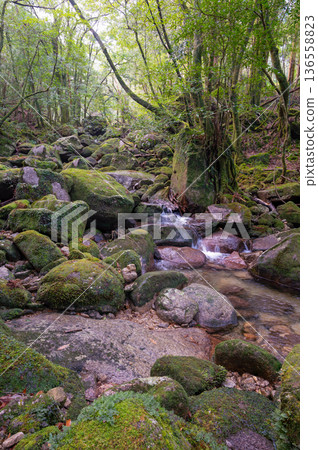 日本最美的苔蘚谷：屋久島國立公園（冬季） 136558823