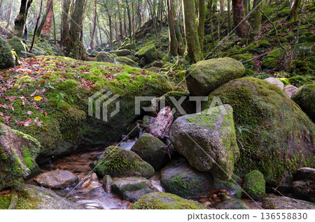 日本最美的苔蘚谷:屋久島國立公園(冬季) 日本最美的苔蘚谷:屋久島國立公園(冬季) 136558830