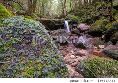 日本最美的苔蘚谷:屋久島國立公園(冬季) 日本最美的苔蘚谷:屋久島國立公園(冬季) 136558843