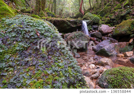 日本最美的苔蘚谷：屋久島國立公園（冬季） 136558844