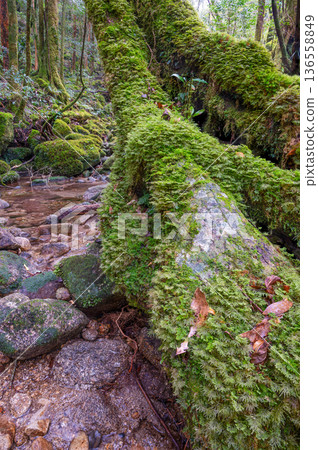 The most beautiful moss valley in Japan: Yakushima National Park (Winter) 136558849