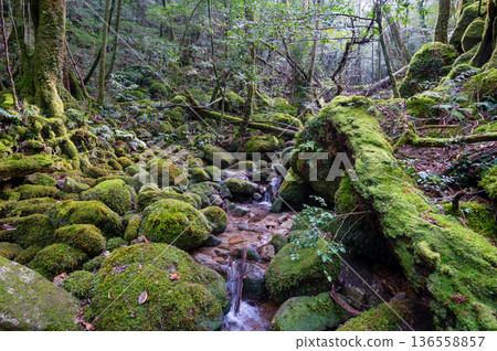 日本最美的苔蘚谷：屋久島國立公園（冬季） 136558857