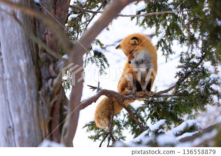 red fox climbing a tree red fox climbing a tree 136558879